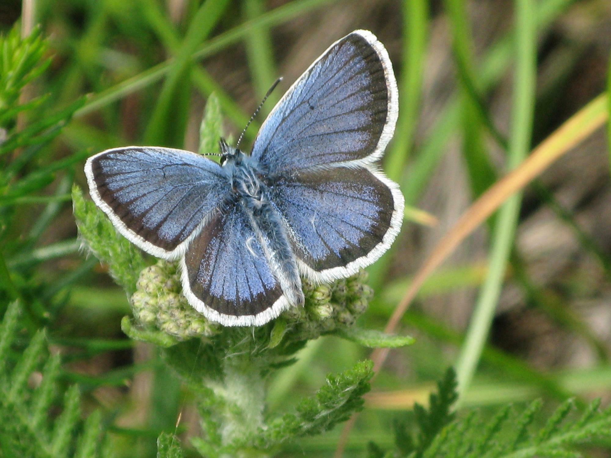 lycaenidae - Plebejus argus